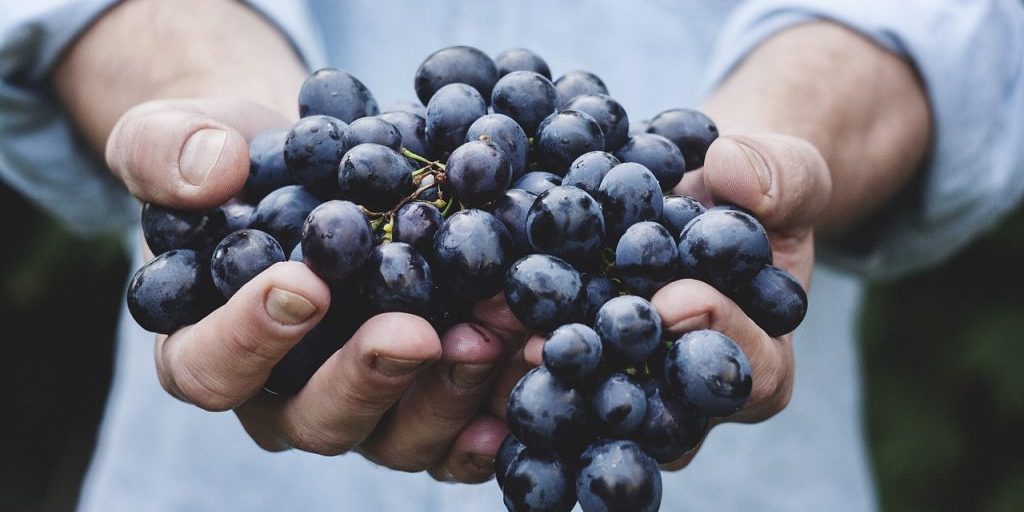 grapes-690230_1280